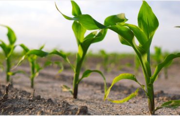 Assurer la protection de vos cultures contre les ravageurs du sol grâce aux solutions complètes de Sumi Agro : la Trika Family