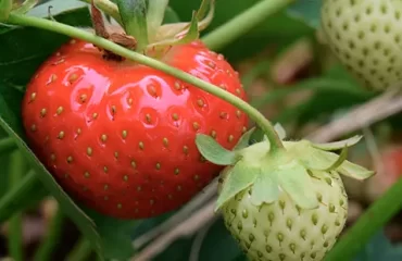 Le programme biostimulant pour maximiser la production de vos fraisiers
