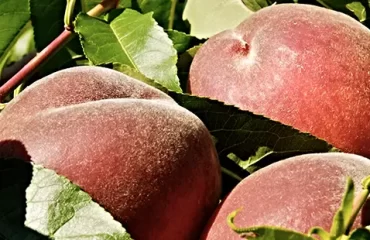 Le programme biostimulant pour maximiser la production de vos fruits à noyau