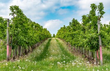 Pour réussir la plantation de vos vergers