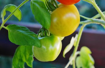 Le programme biostimulant pour maximiser la production de vos tomates, poivrons et aubergines