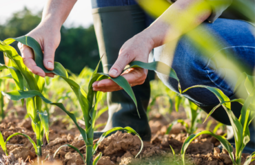 Le datura : une adventice ennemie des cultures de maïs